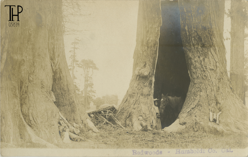 portrait of young girl and horse within old growth redwood tree fire cavity (goosepen)
