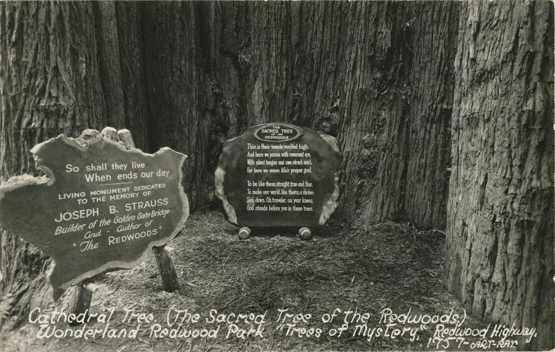 Cathedral Tree. (The Sacred Tree of the Redwoods.) Wonderland Redwood Park 'Trees of Mystery,' Redwood Highway - Art-Ray
