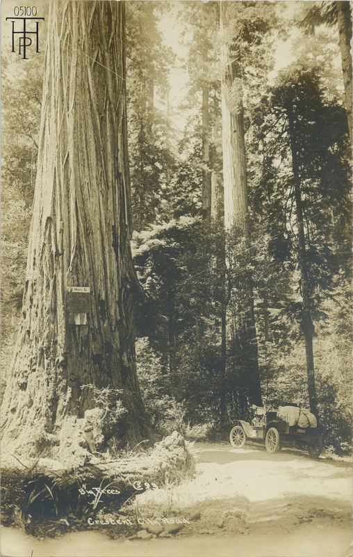 Big Trees - Crescent City Road