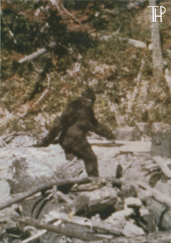 Bigfoot still from Patterson Gimlin Film - ©1967 Rene Dahinden