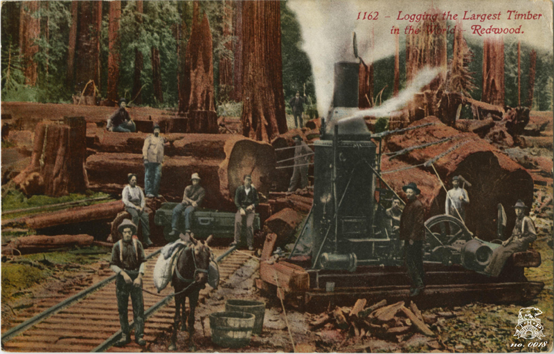 Logging the Largest Timber in the World - Redwood