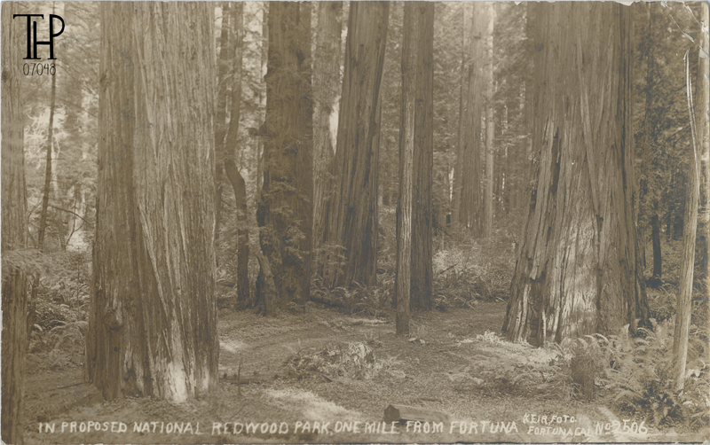 view of Carson Woods near Fortuna
