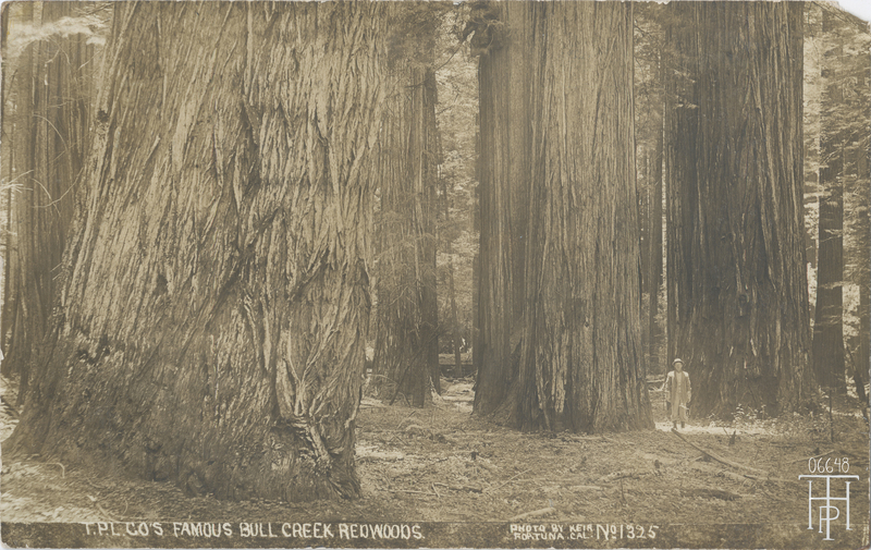 The Pacific Lumber Company's Bull Creek Redwoods - Keir photo
