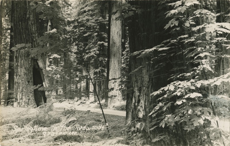 ''Springtime in The Redwoods.'' 970-ART-RAY