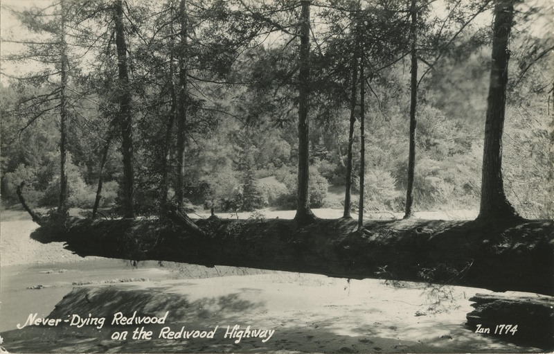 Never-Dying Redwood on the Redwood Highway - Zan 1774