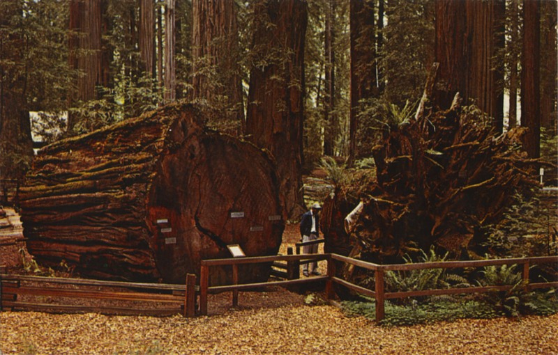 In Richardson Grove State Park, Along the Redwood Highway, California - Eastman's Studio S-348