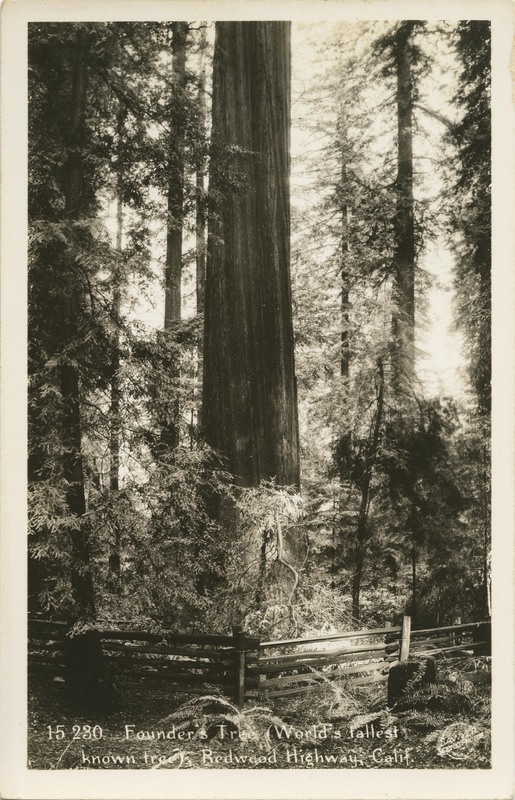 Founder's Tree World's Tallest known tree - Sawyer's Studio