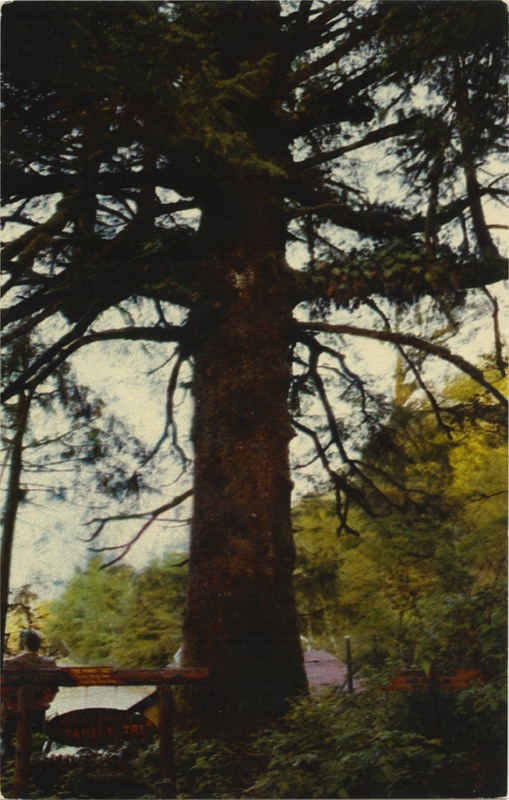 FAMILY TREE - Trees of Mystery - SelithCo 700