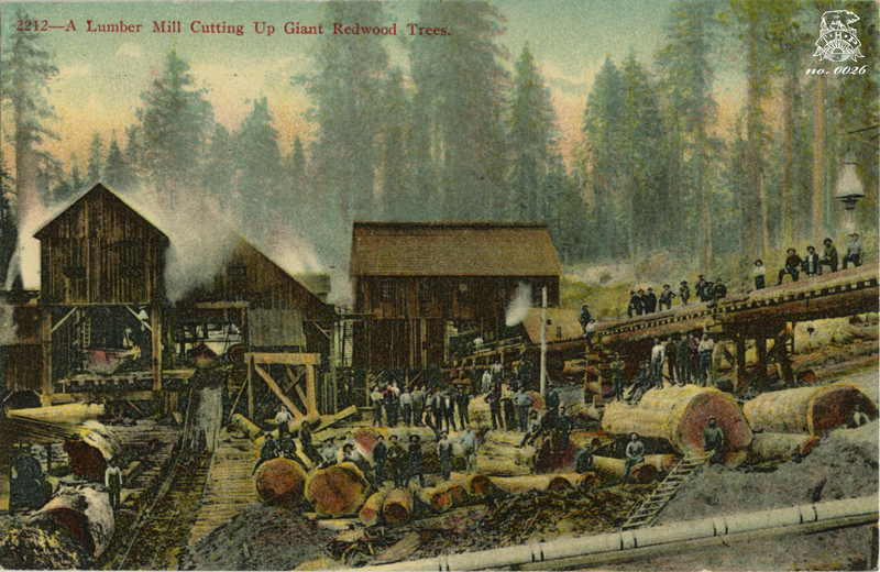 A Lumber Mill Cutting Up Giant Redwood Trees