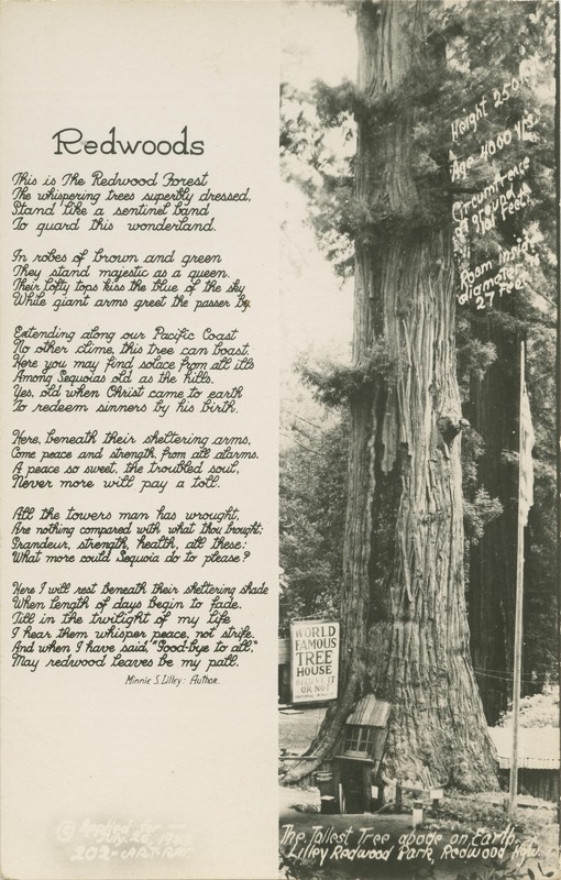 The tallest abode on Earth, Lilley Redwood Park, Redwood Hwy © Applied for --- July 26, 1943