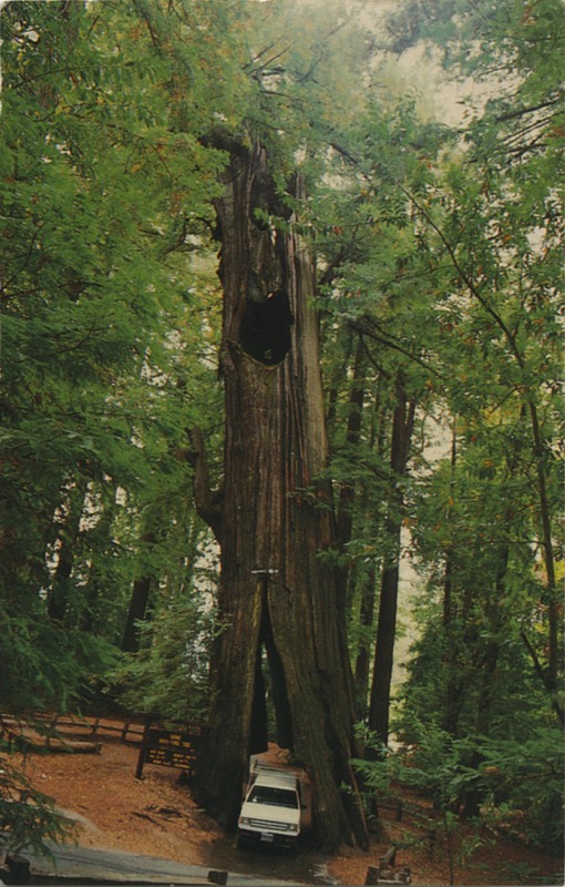 Original Drive-thru Tree ©FVN Corporation 21109359
