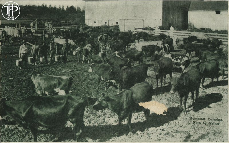 Humboldt Dairying Foto by Meiser