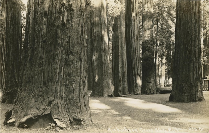 Richardson Grove State Park - Frank Patterson
