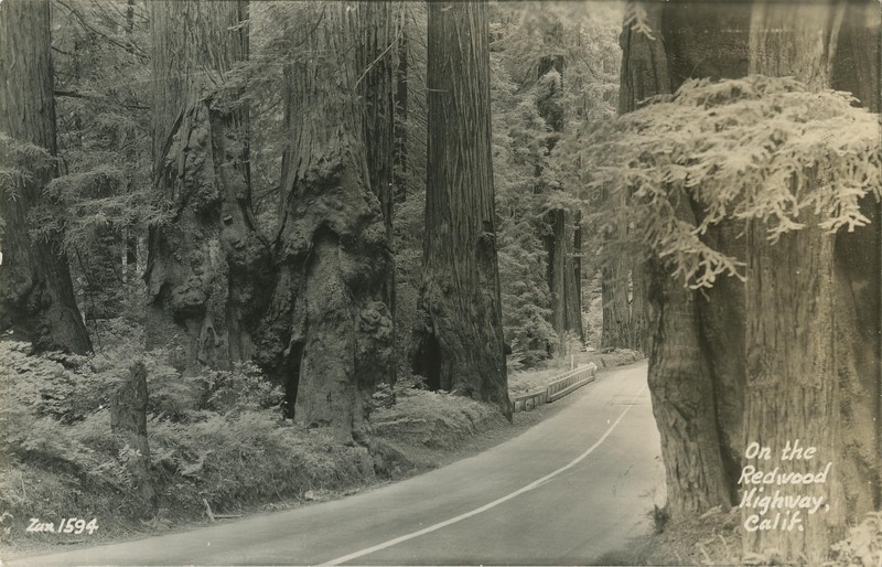 On the Redwood Highway, Calif - Zan 1594