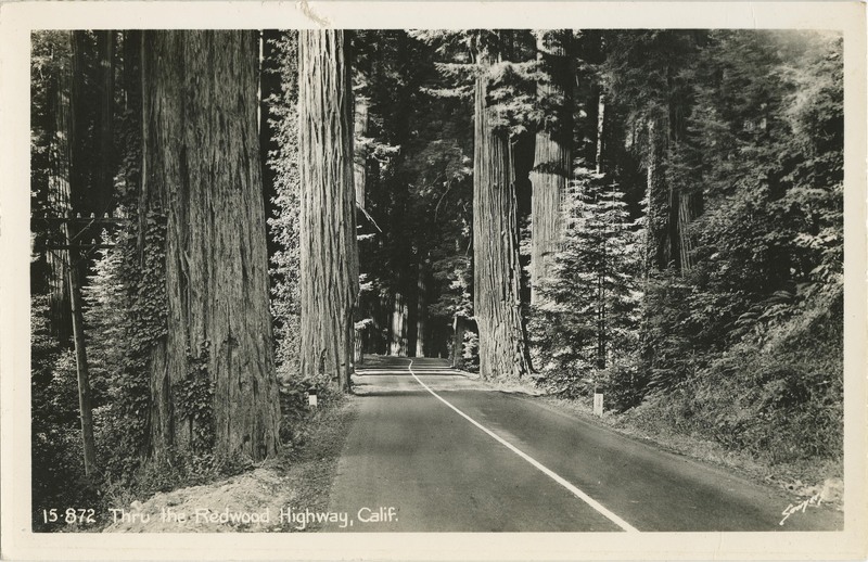 Thru the Redwood Highway, Calif - Sawyer