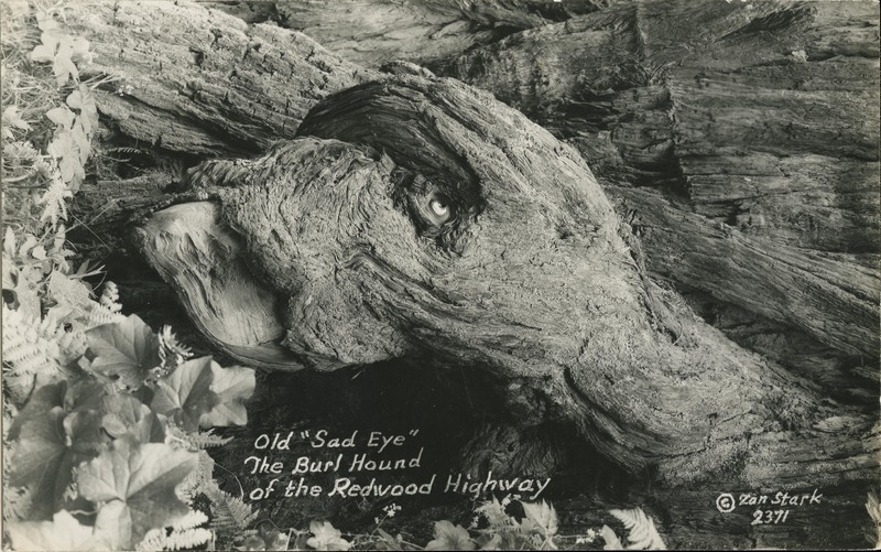 Old ''Sad Eye'' The Burl Hound of the Redwood Highway - Zan