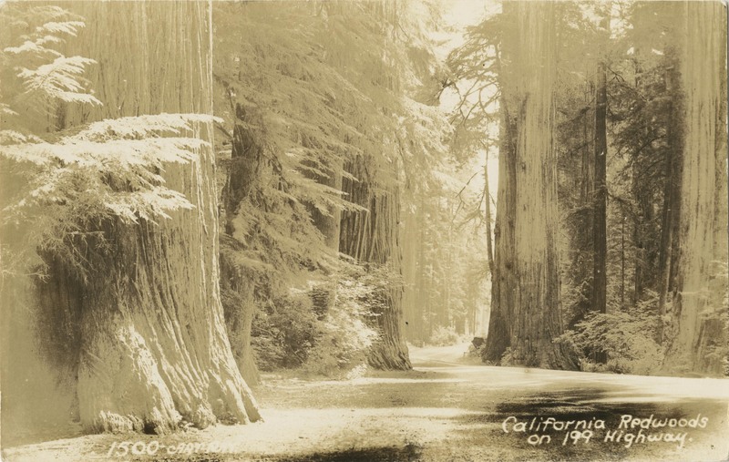 California Redwoods on 199 Highway 1500-ART-RAY