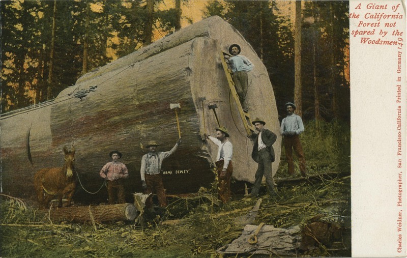 149 A Giant of the California Forest not spared by the Woodsmen - Charles Weidner