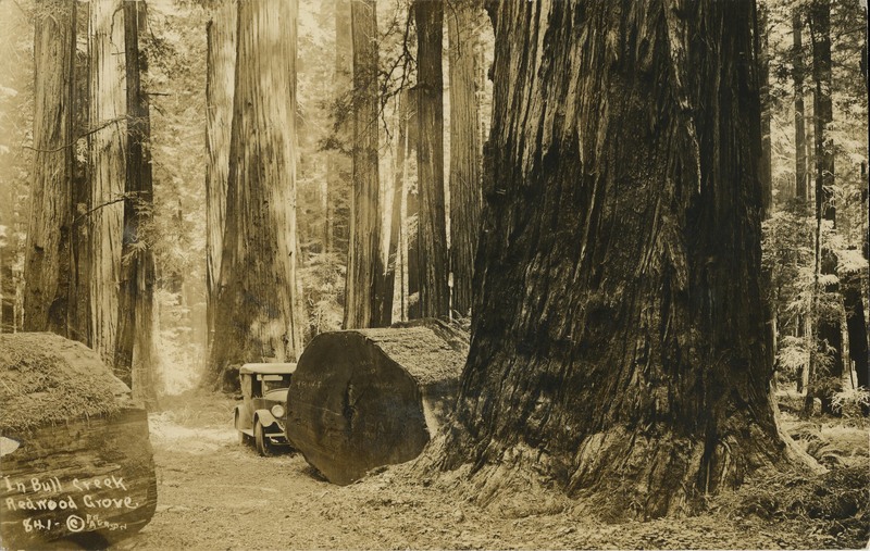 In Bull Creek Redwood Grove - Frank Patterson