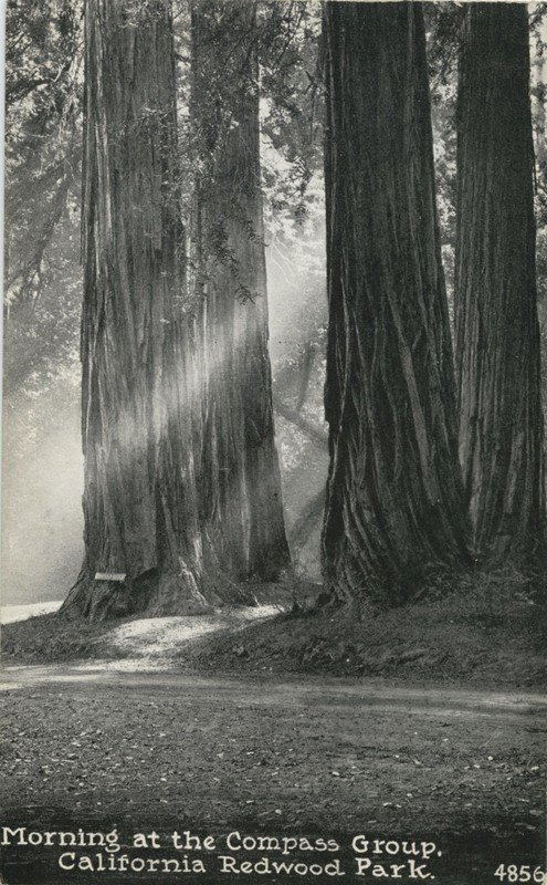 Morning at the Compass Group, California Redwood Park · 4856