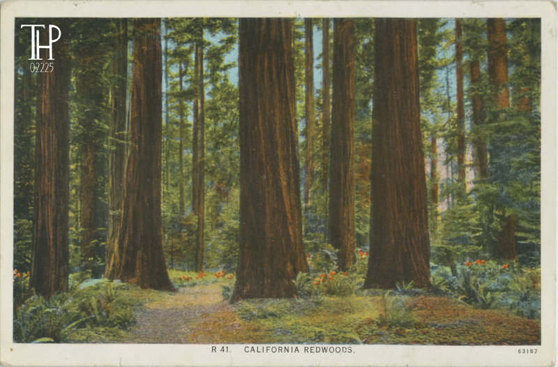California Redwoods - Ed Hess