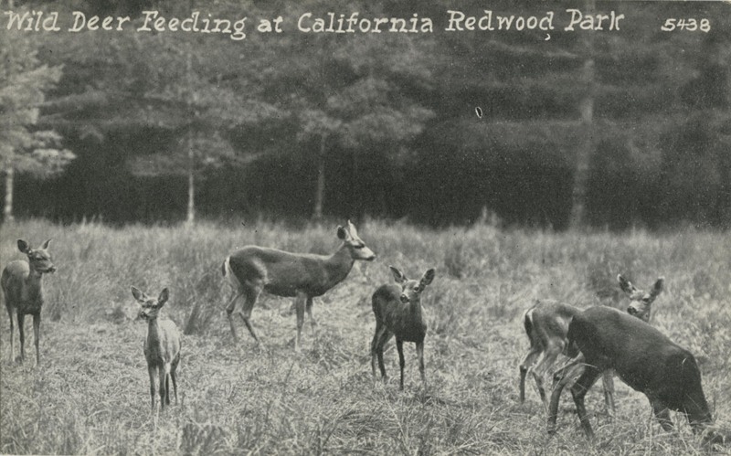 Wild Deer Feeding at California Redwood Park - 5438