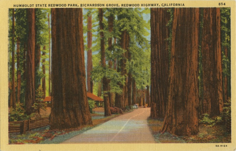 'HUMBOLDT STATE REDWOOD PARK, RICHARDSON GROVE'' - Stanley A. Plitz Co. 854