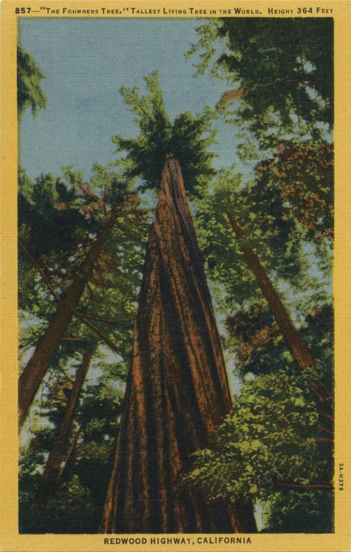 'THE FOUNDERS TREE'' TALLEST LIVING TREE IN THE WORLD