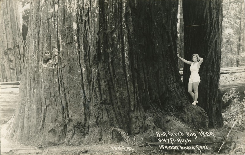 Bull Creek Big Tree 347 ft. High 154,000 board feet 1859 PAT