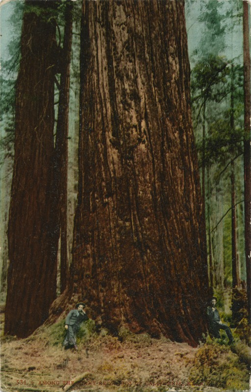 531 - Among the Giant Redwoods of California, near Eureka - Edward Mitchell