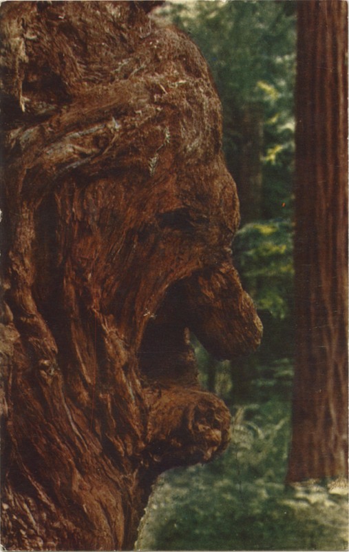 OLD MAN BURL - E.F. Clements - Mike Roberts C10847