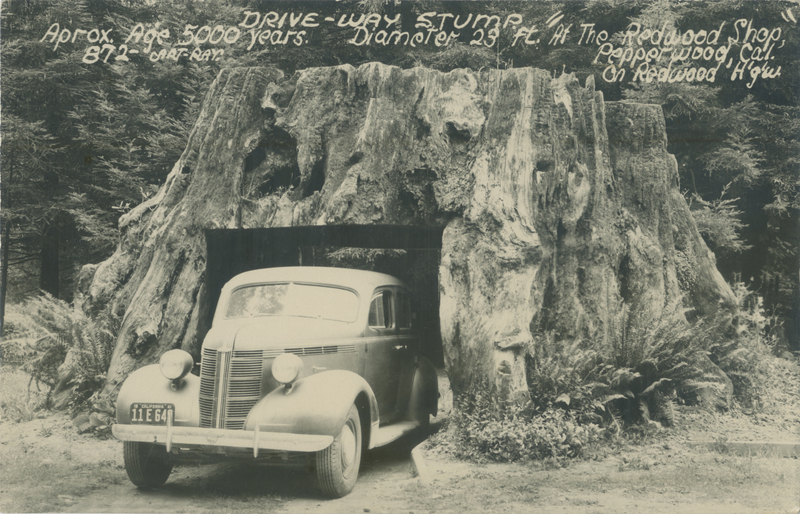 Drive Thru Stump - Pepperwood