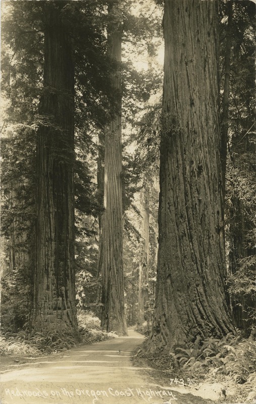 Redwoods on the Oregon Coast Highway - 743, PATT