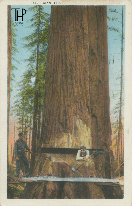 logger in undercut - Meiser photo