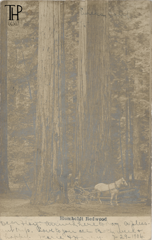 Horse and carriage passing through redwood forest