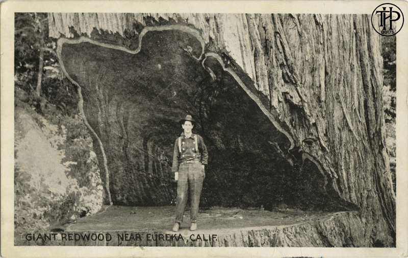 Giant Redwood Near Eureka, Calif