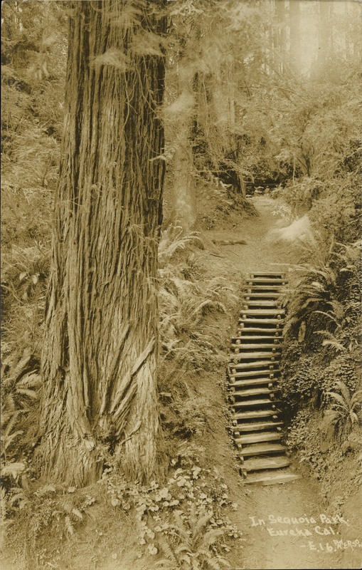 In Sequoia Park Eureka, Cal - Frank Patterson