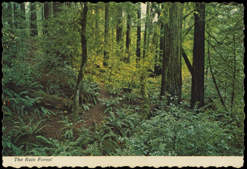 The Rain Forest - Bolling Grove at Elk Creek - FVN