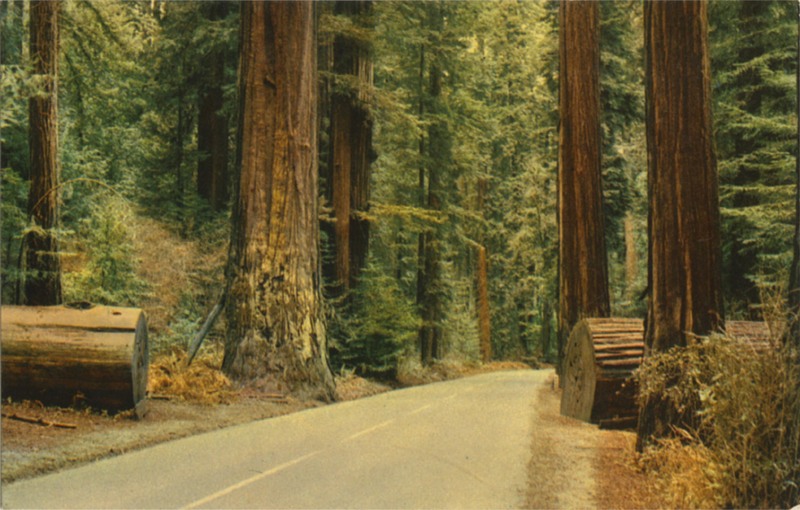 CALIFORNIA REDWOODS - SelithCo - E.F. Clements