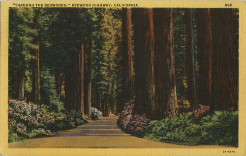 'THROUGH THE REDWOODS,'' - Stanley A. Plitz Co. 862