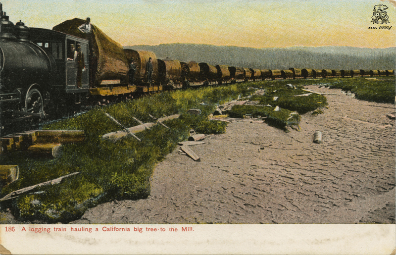 A logging train hauling a California big tree to the Mill
