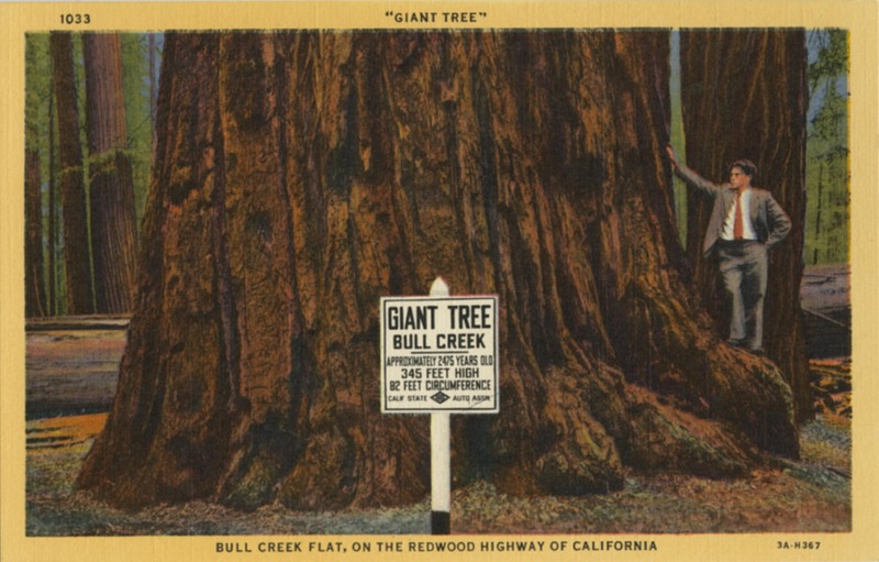 'Giant Tree'' Bull Creek Flat - Curt Teich 3A-H367