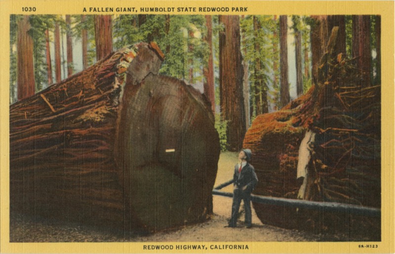 A FALLEN GIANT, HUMBOLDT STATE REDWOOD PARK - Curt Teich