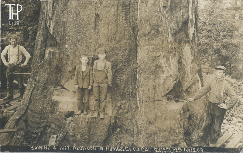 Loggers and kids  amongst back cut of large burned redwood tree being felled
