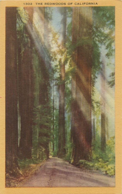 1302 THE REDWOODS OF CALIFORNIA - Longshaw Card Co.