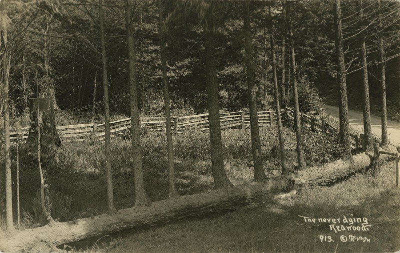 The never dying Redwood, 913 © PATTERSON