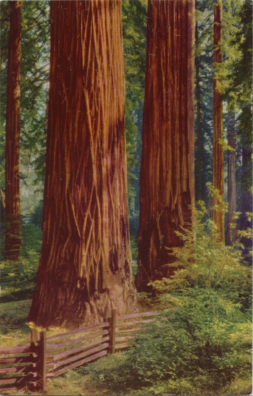 Coastal Sequoias - H.C. Crocker REA-7