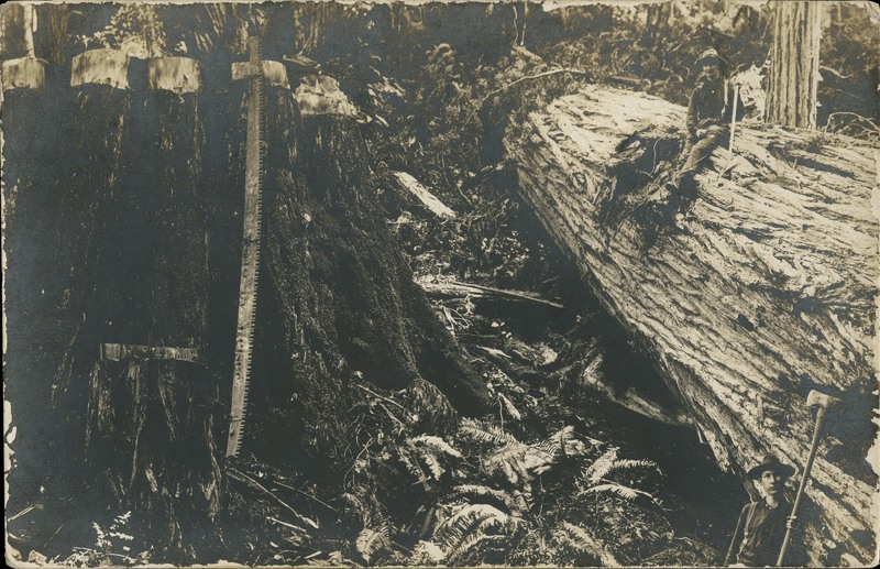 Fallen Redwood with Woodsmen - Miranda postmark - Foto by Meiser