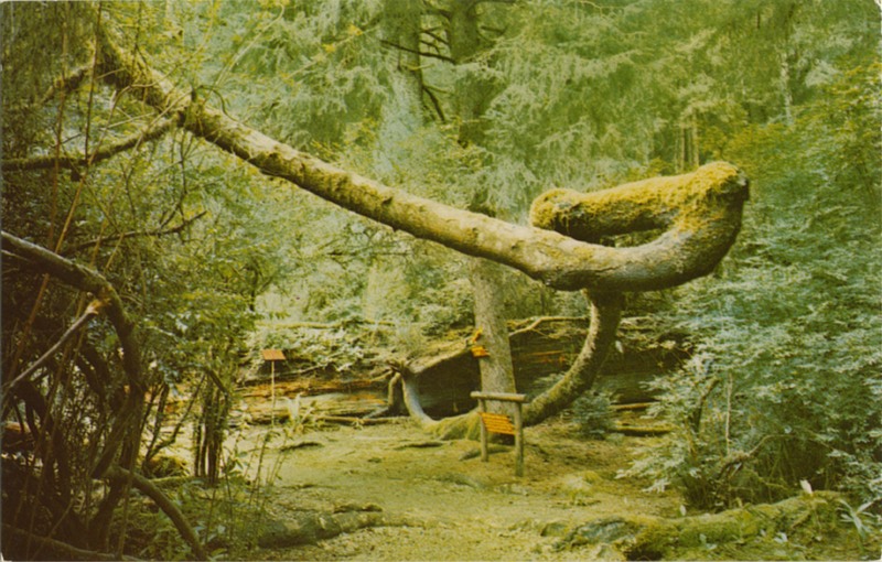 UPSIDE-DOWN TREE - Trees of Mystery - SelithCo 635
