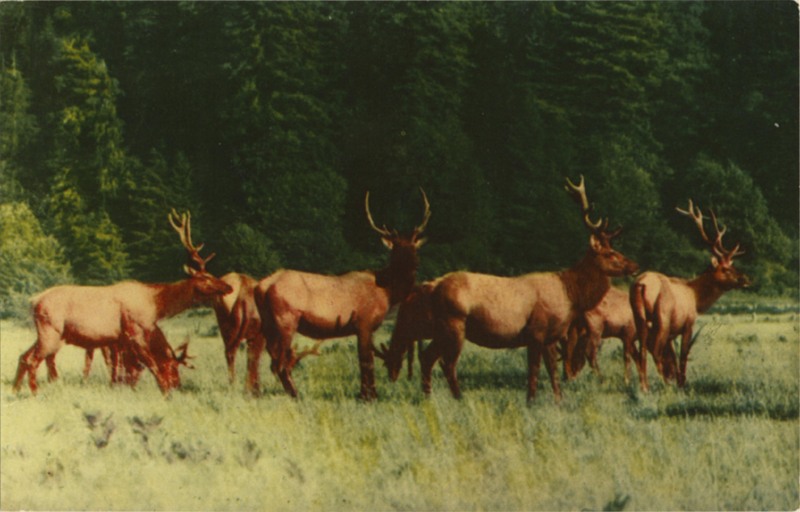 Prairie Creek State Park Elk Preserve - Zan K118